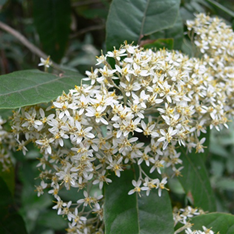 Musk_Daisybush_Olearia_argophylla_M_White1.jpg