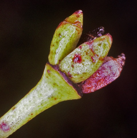 20B-2-Eucalyptus-nitens-budl-Peter-Kinchington.jpg