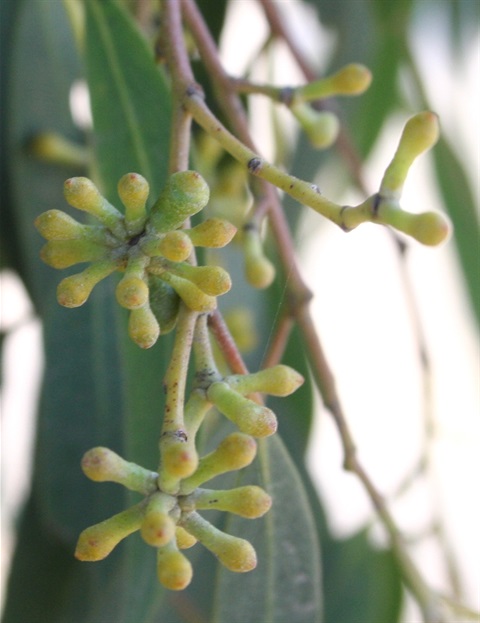 25B-3-Eucalyptus-radiata-buds-Marilyn-Gray.jpg
