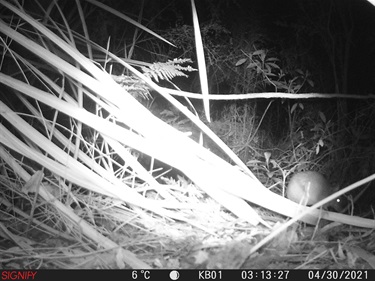 Bandicoot