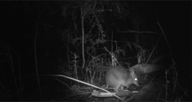 Bandicoot