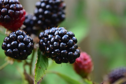 blackberries-1000px.jpg