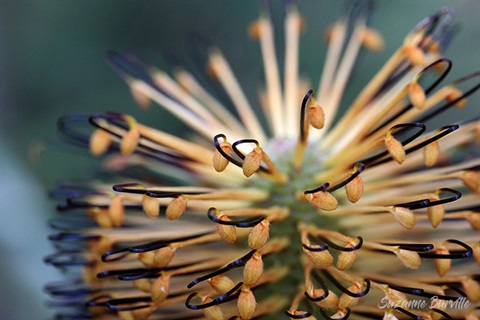 close-up-of-unusual-plant.jpg