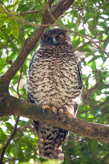 Powerful Owl