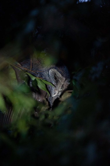 Sooty Owl