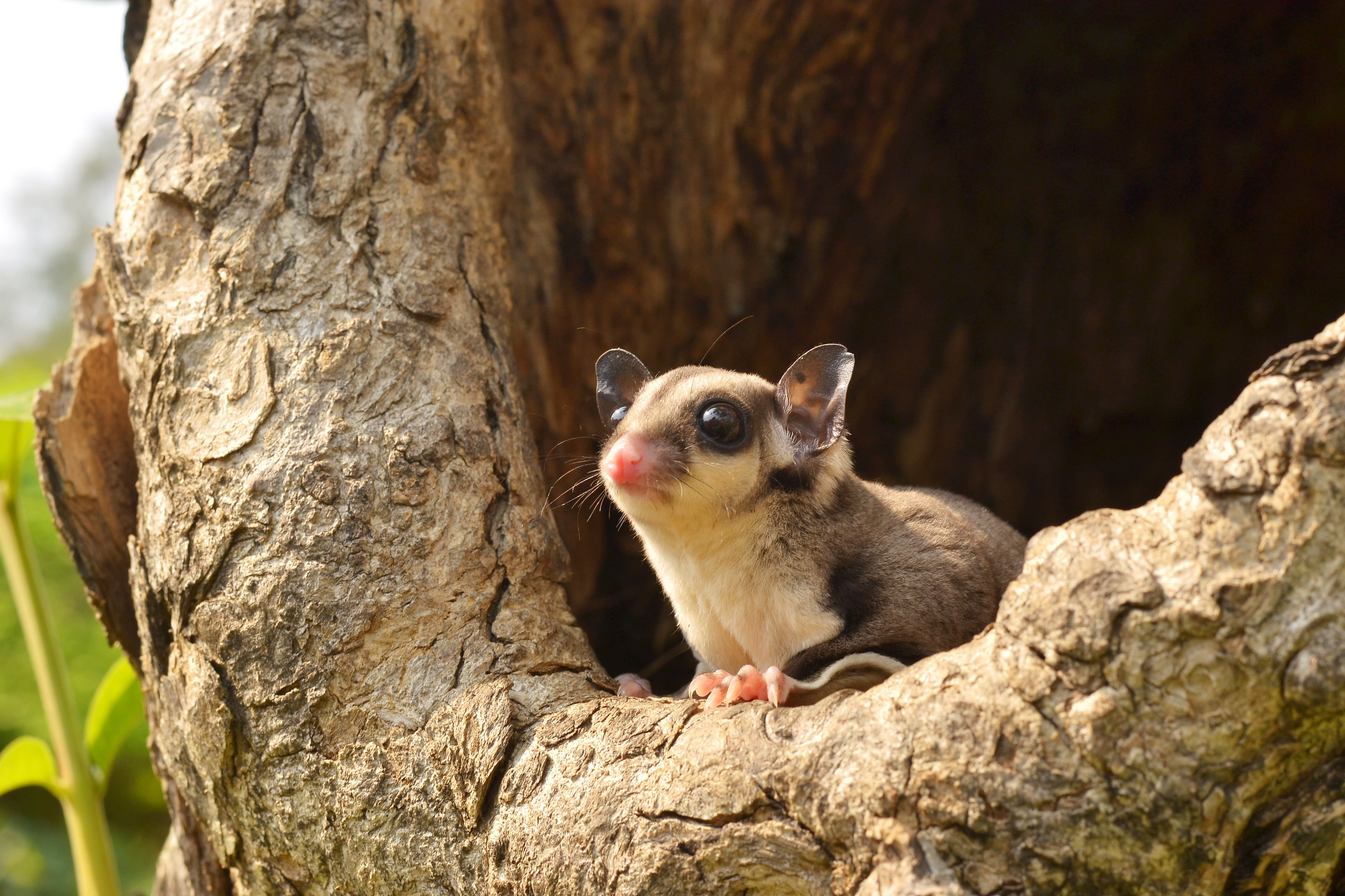 sugar glider shutterstock_250978075.jpg
