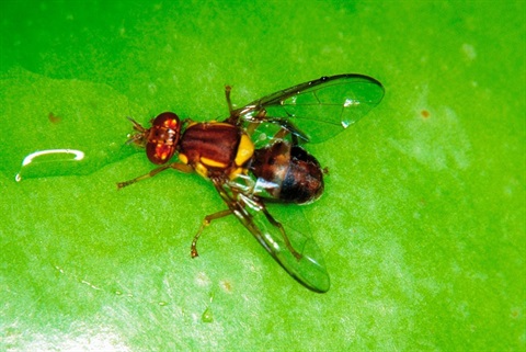 A Queensland Fruit Fly at its adult stage.