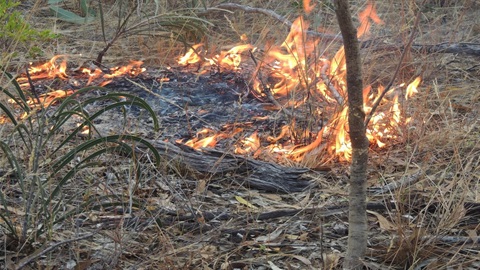 A photo of burning underbrush, with small flames, surrounded by healthy bush.