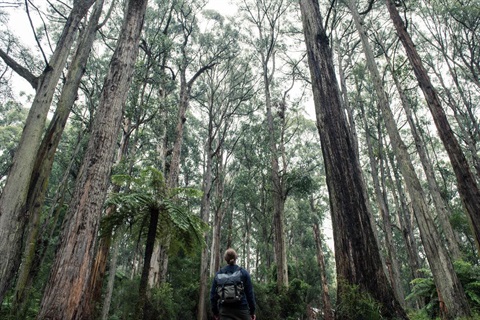 A person wearing a backpack, standing in dense forest in the Dandenong Ranges.