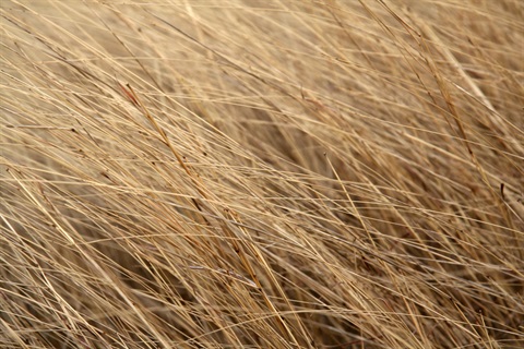 A close-up photo of yellowed tall grass.