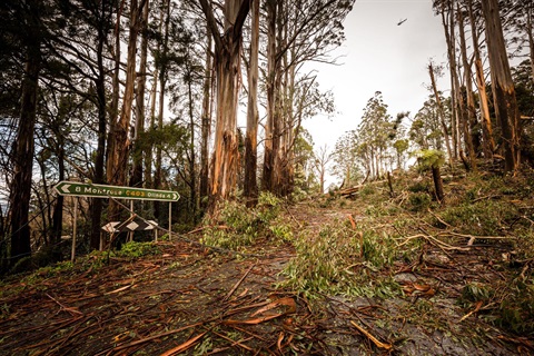 A photo of a road covered in debris from the June storms. Picture by Amber Williams Photography.