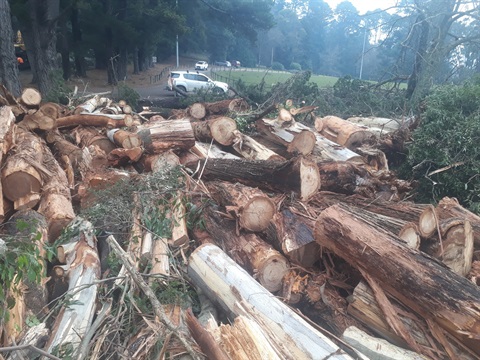 A large pile of wood from fallen trees, stockpiled in Kalorama while emergency works continue.