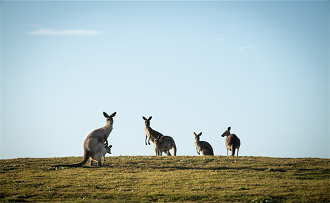 kangaroos 