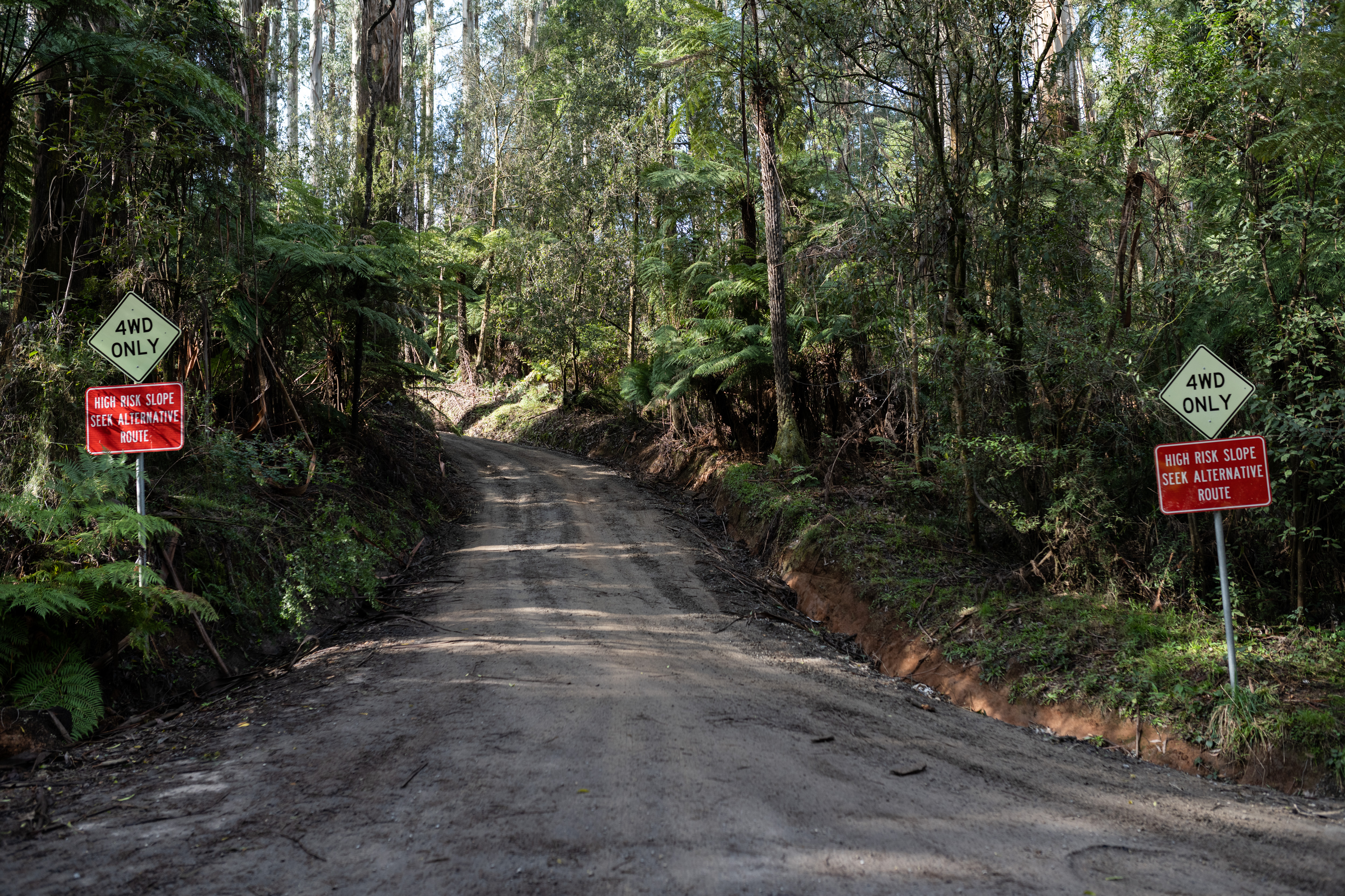 A steep road with warning signs, in the forest.