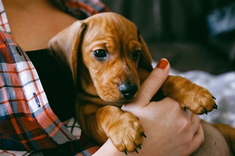 Person holding a small puppy