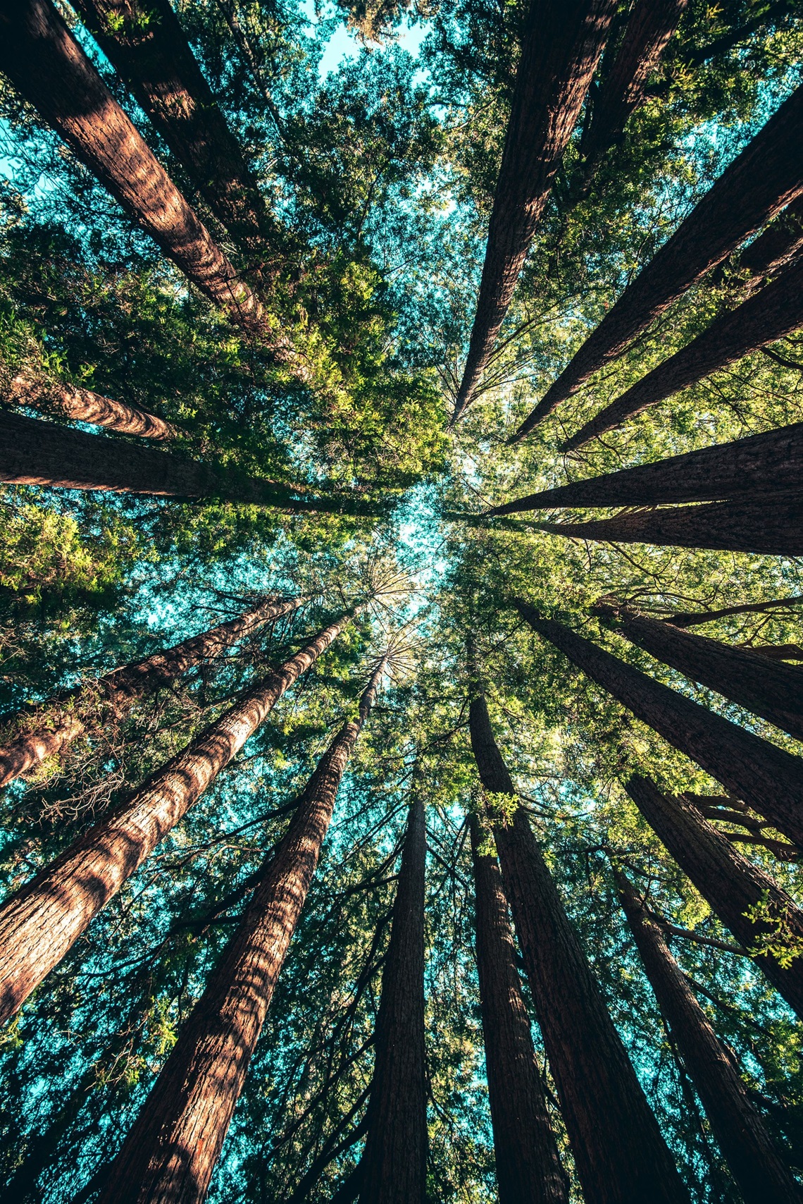 A view looking up at a dense forest of tall trees with straight trunks and green foliage. The trees converge towards the center of the image, creating a radial pattern against a bright blue sky visible through the canopy. Sunlight filters through the leaves, casting dappled light on the tree trunks.