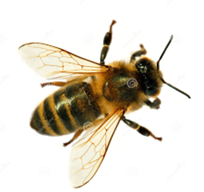 bee.png
