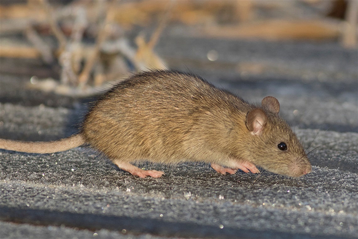 brown-rat-AdobeStock_180428598.jpg