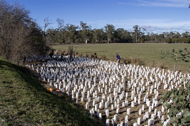 Planting day in Woori Yallock