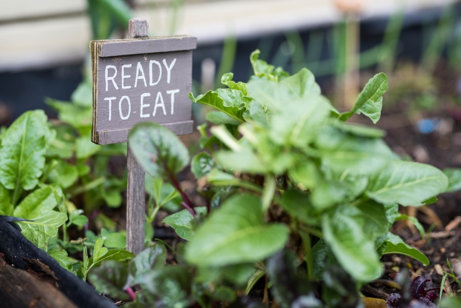 gardens for harvest link