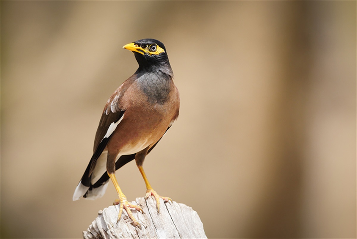 Common (Indian) Myna Yarra Ranges Council
