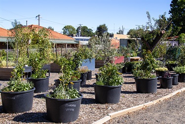 Mooroolbark community garden