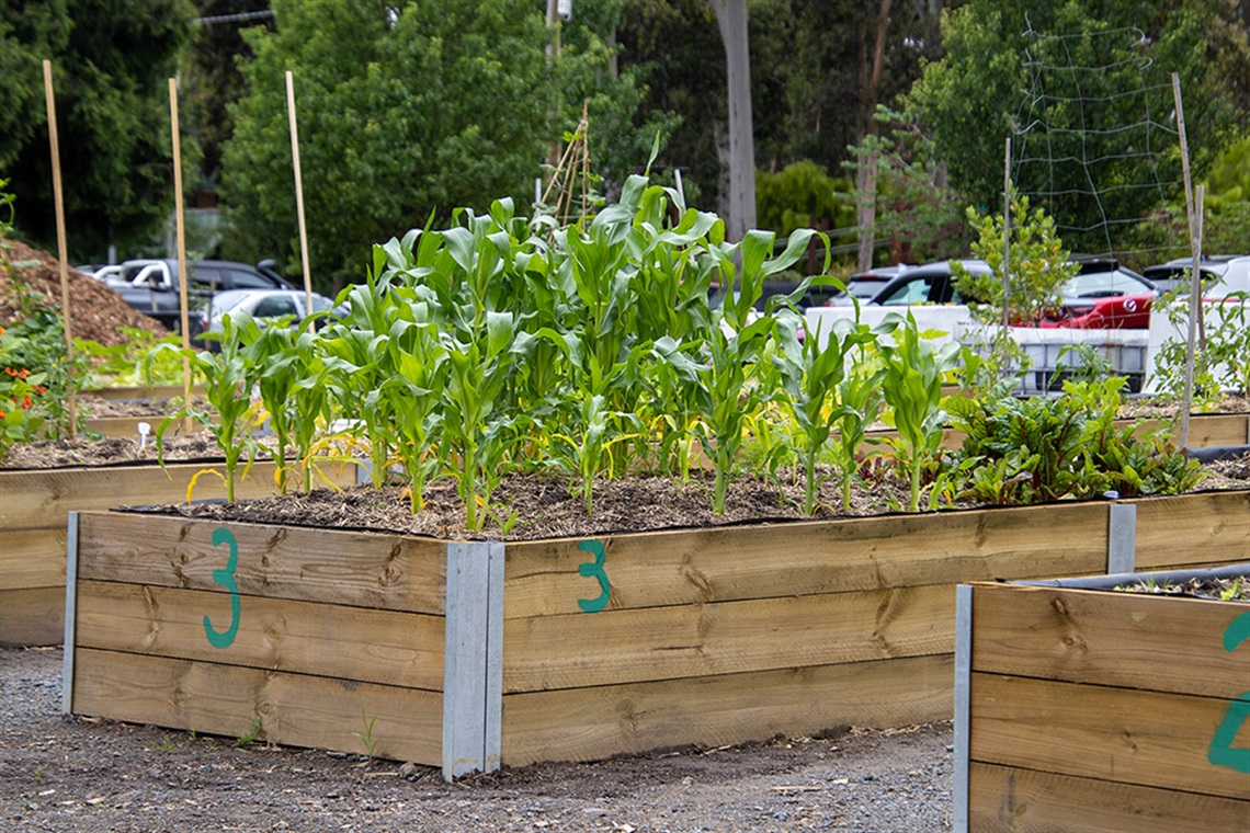 mooroolbark-community-garden-dec23-(7).jpg