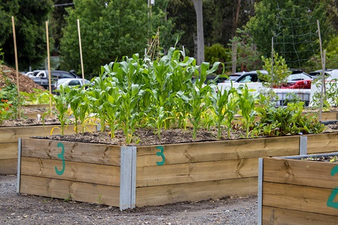 mooroolbark-community-garden-dec23-(7).jpg