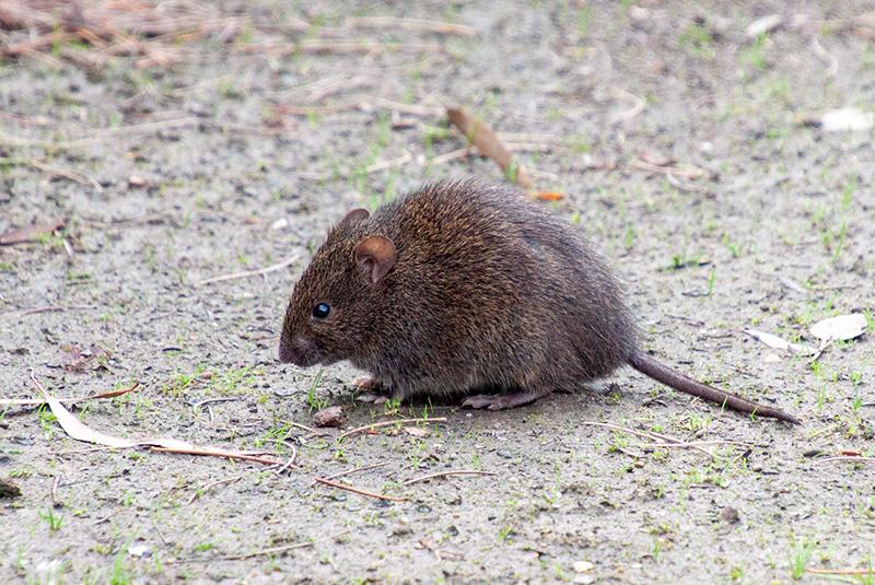 native-rat-cranbourne-gardens.jpg
