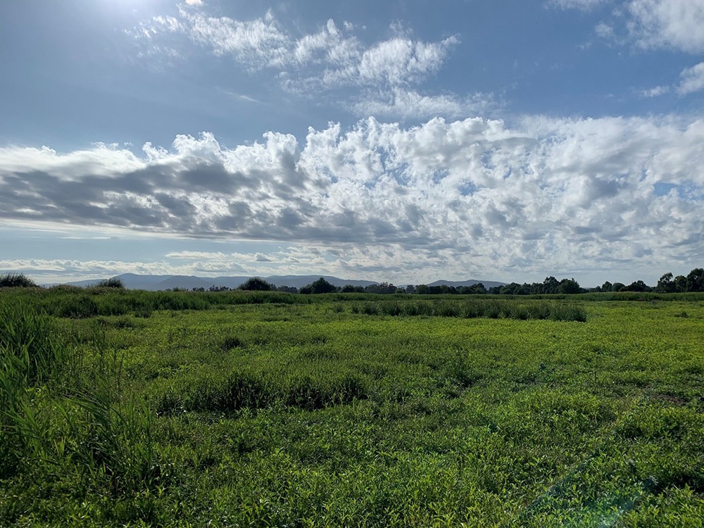 spadonis-grassland-area.jpg