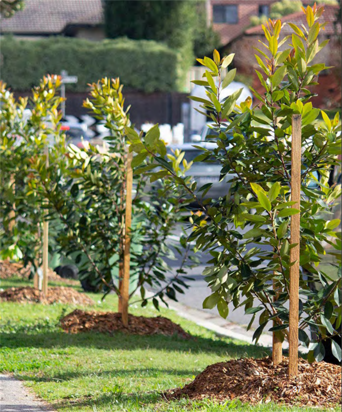 Three freshly planted seedling trees bound to wooden stakes