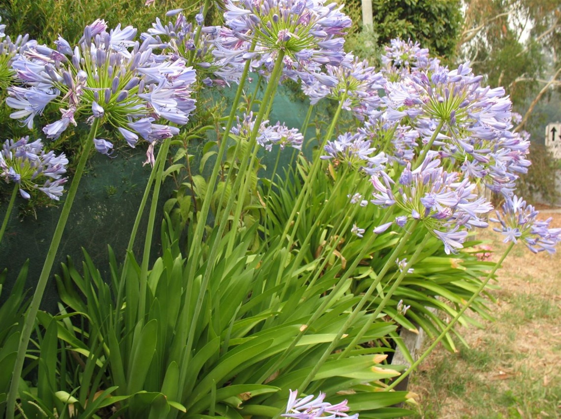 agapanthus.JPG