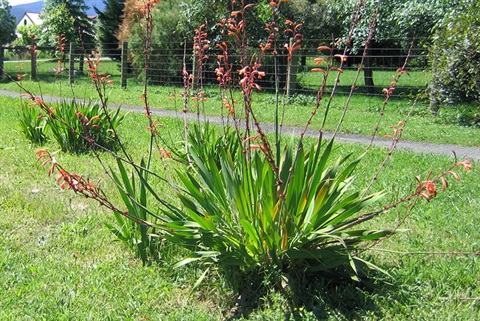 Bulbil Watsonia