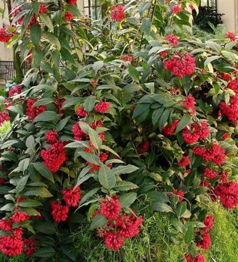 Red Cestrum