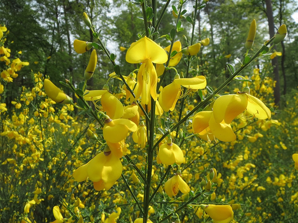 english-broom-cytisus-scoparius.jpg