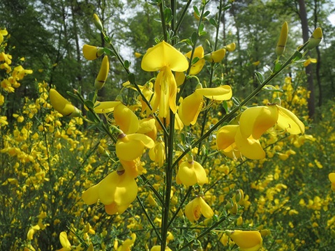 english-broom-cytisus-scoparius.jpg
