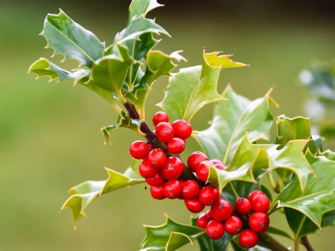 Holly-Ilex-aquifolium.jpg