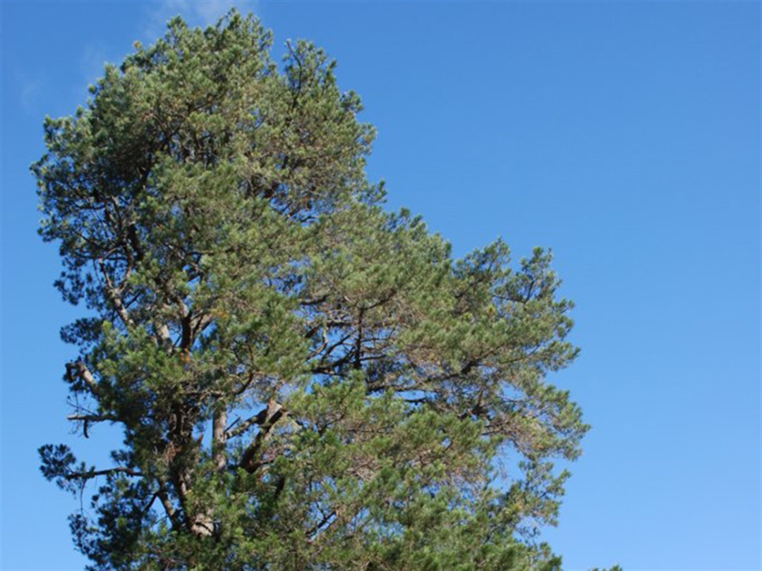 Pinus Rata Tree Radiata Pine Yarra Ranges Council