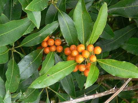 Sweet Pittosporum