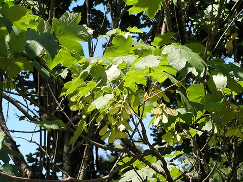 Sycamore-Maple-800px.jpg