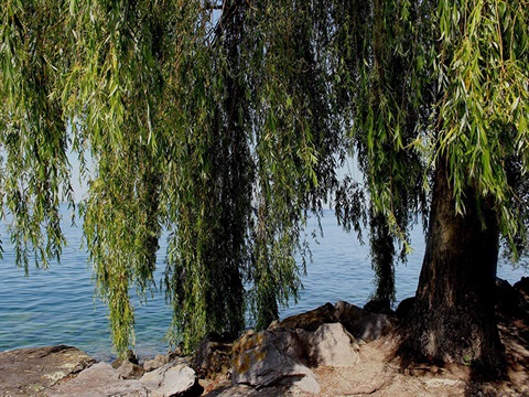 willow-salix-sp.jpg