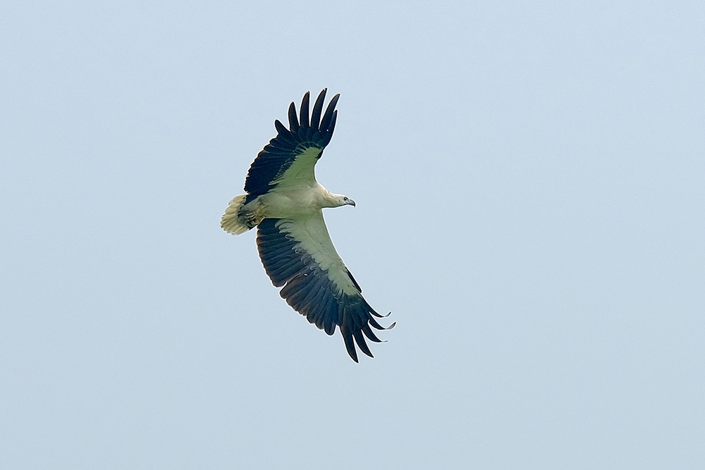 white-bellied-sea-eagle.jpg