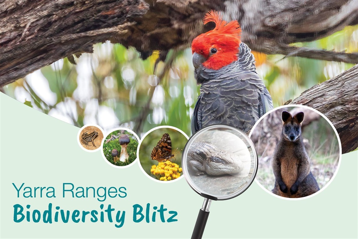 Biodiversity Blitz 2026 WEBSITE.jpg
