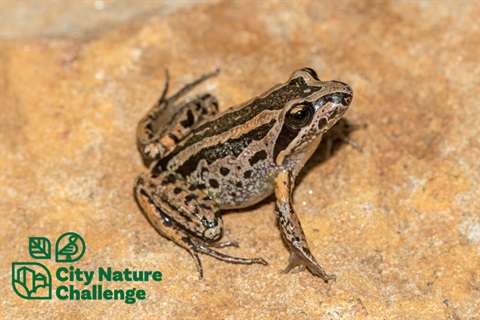 cnc-frog-talk.jpg