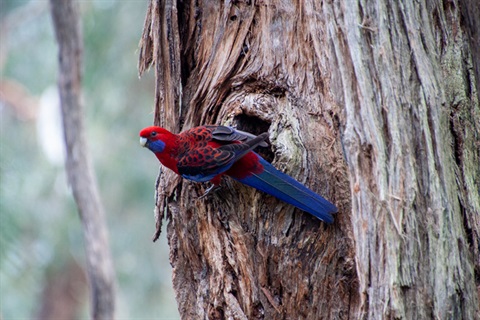 crimson-rosella-at-hollow.jpg