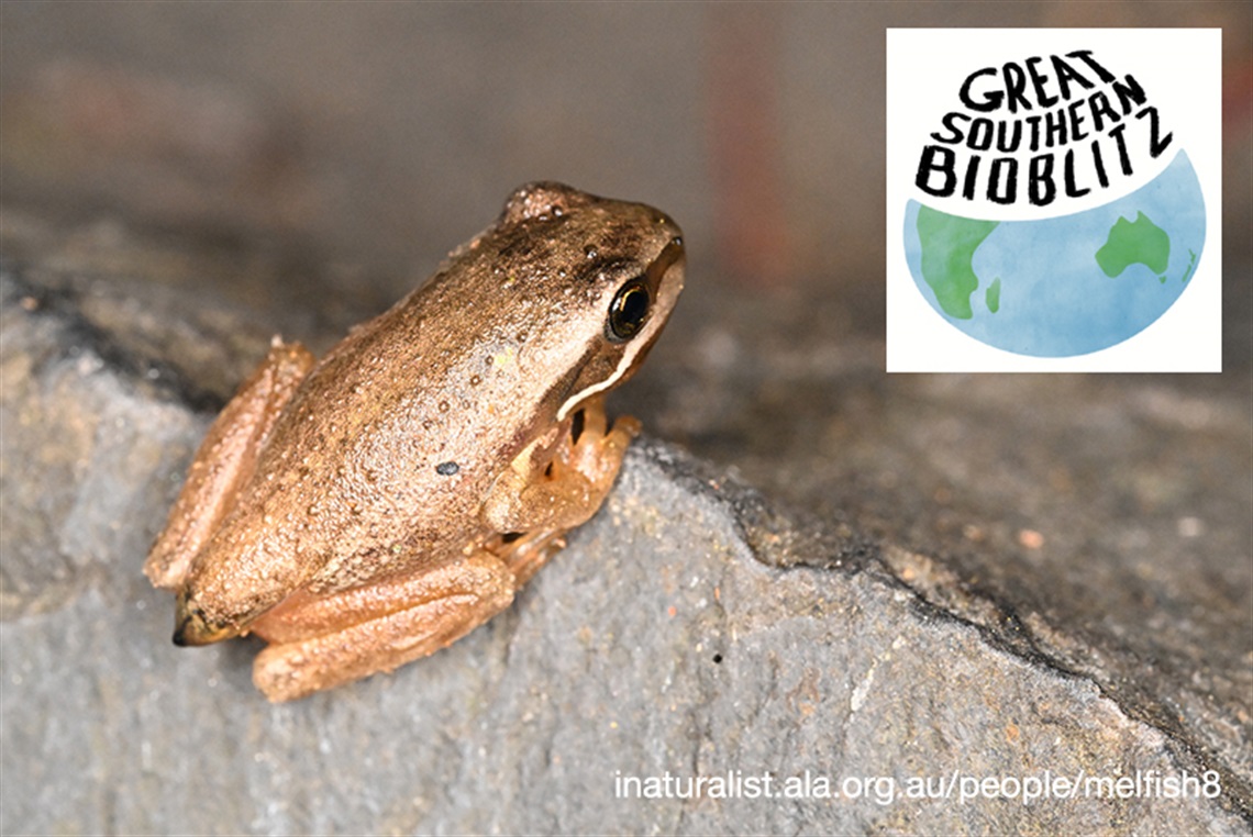 gsbioblitz2026.jpg