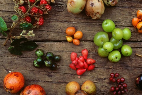Indigenous-bush-food-800px.jpg