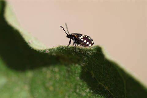 insect-on-leaf.jpg