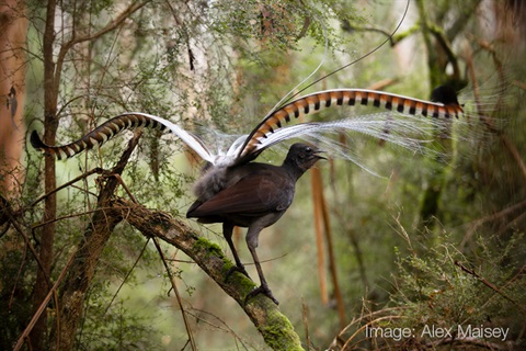 lyrebird-alex-maisey-800px.jpg