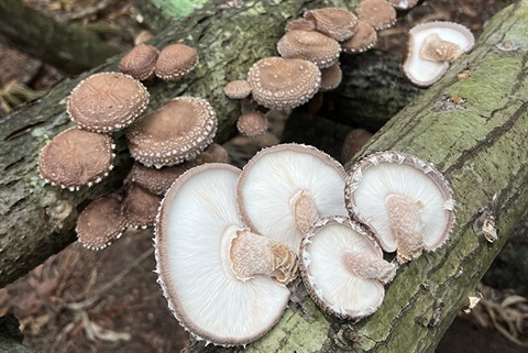mushroom-log-workshop.jpg